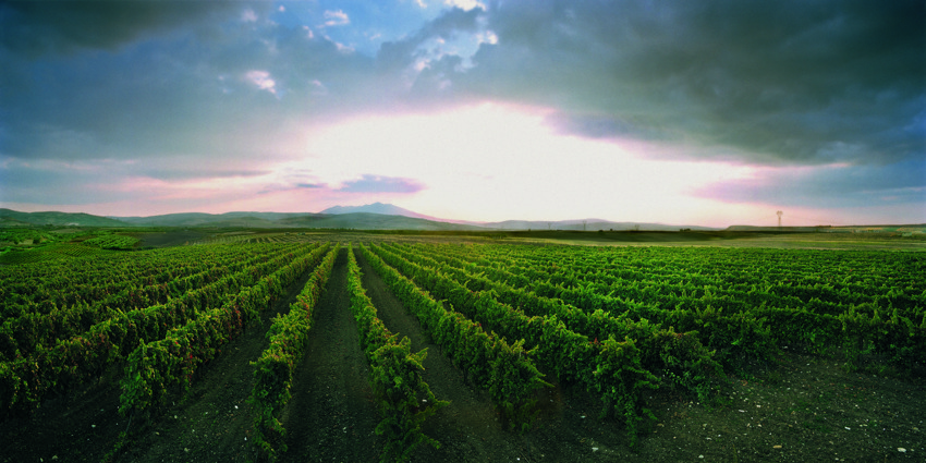 Vineyards at the Bisceglia Winery, Puglia
